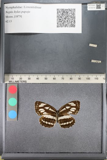 Media type: image;   Entomology 145713